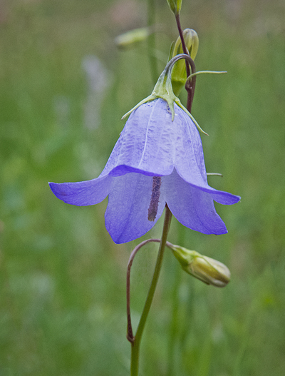 Mountain Harebell 3.jpg